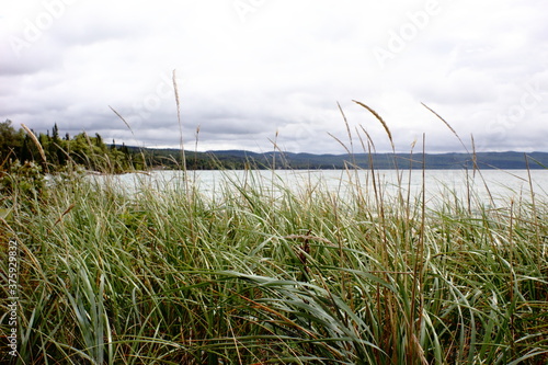 grass growing in front of a lake shore
