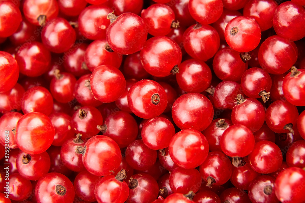 Red currant heap top view, fresh berries background Red currant heap top view, fresh berries background