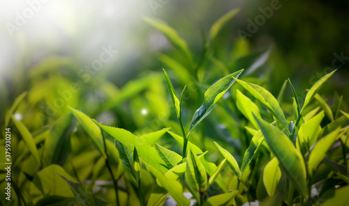 Photography Fresh green tea buds and leaves from a tea garden at India