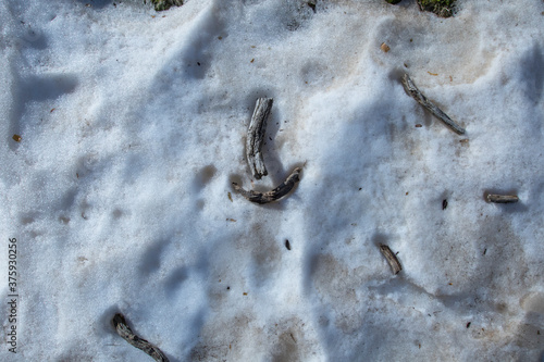 Nieve