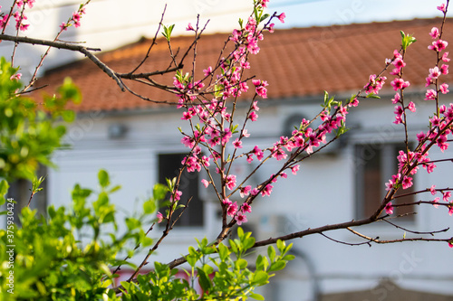 Flores rosas
