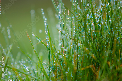 Hierba con gotas de agua