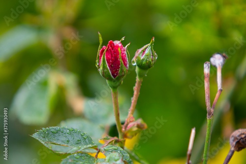 Rosa