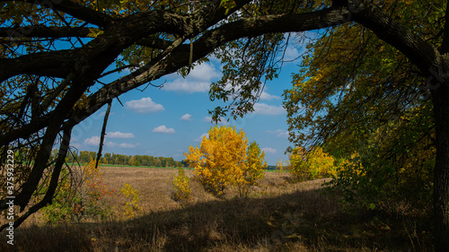 Fototapeta Naklejka Na Ścianę i Meble -  dark branches of trees and trees with yellow foliage in the meadow. Autumn season.