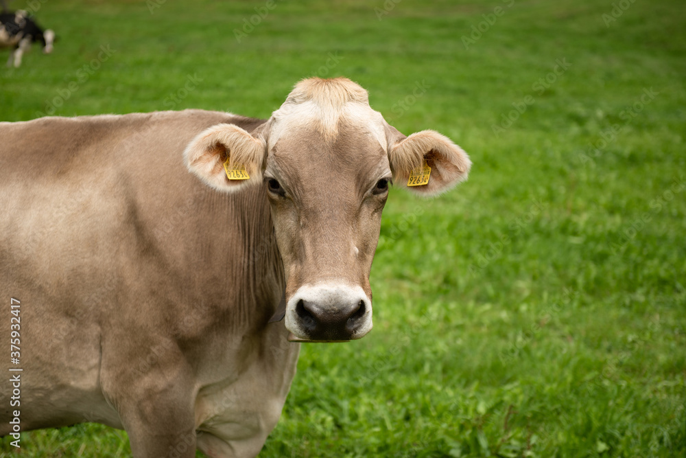 Swiss cows in Gruyere region, Switzerland Swiss cows in Gruyere region, Switzerland