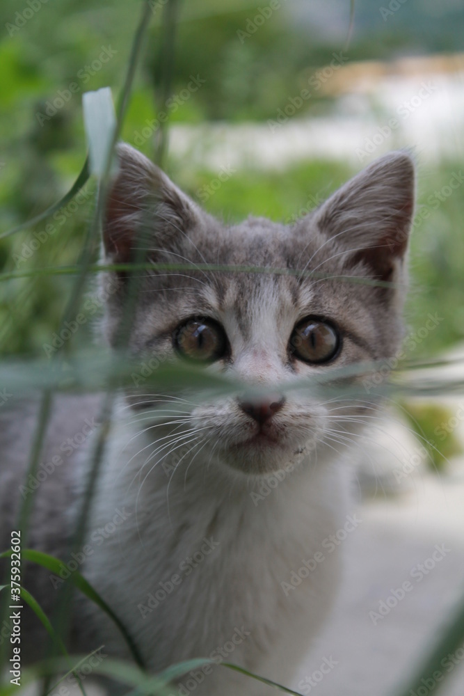 cat on the fence cat on the fence