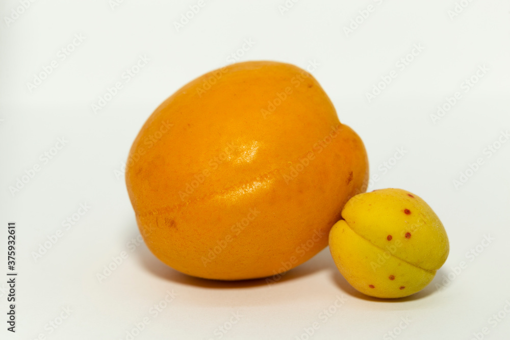 Close up of a large and a small apricots with an isolated white background. Female beginning.