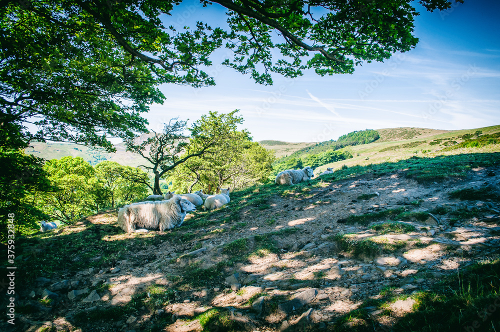 Obraz premium sheep in the meadow