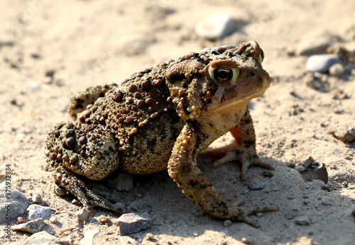 Fowler s Toad near Toronto s Don River