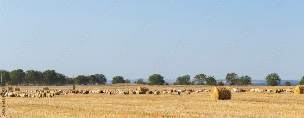 A herd of goats and sheep. Animals graze on the stubble of wheat. Round bales of straw in the field. A herd of goats and sheep. Animals graze on the stubble of wheat. Round bales of straw in the field.