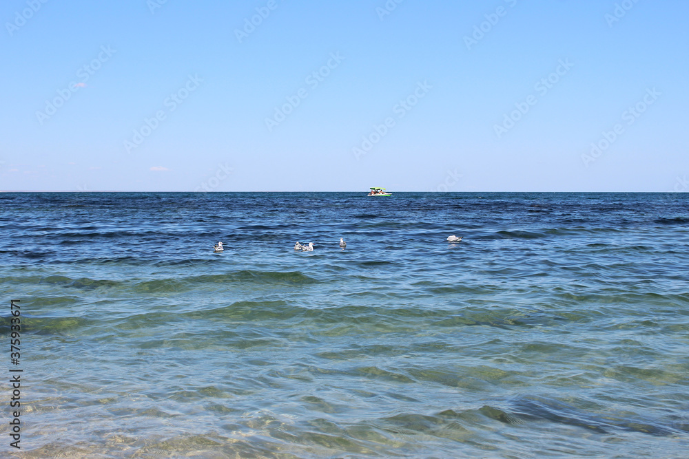 Seagulls swim in the blue sea and sway in the soft waves of the clear ocean, in the distance a catamaran floats with people. Seascape with horizon and blue sky. Sea and blue sky on a sunny warm day