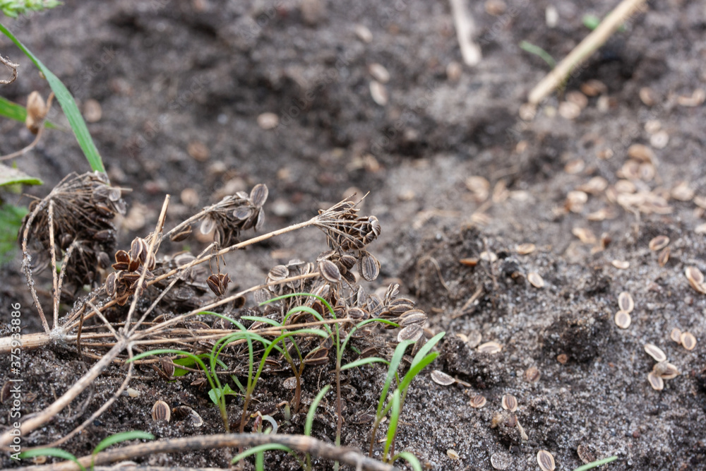 Seeds on a dry branch of dill and a garden bed Seeds on a dry branch of dill and a garden bed