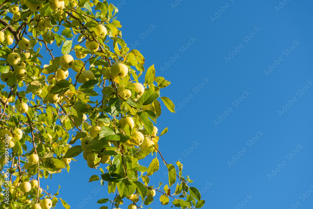 green Apple fruit against the blue sky, wild Apple tree