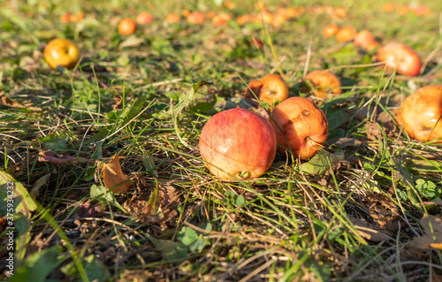 An Apple that fell on the grass. Autumn Apple harvest