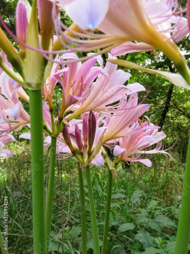 pink lily