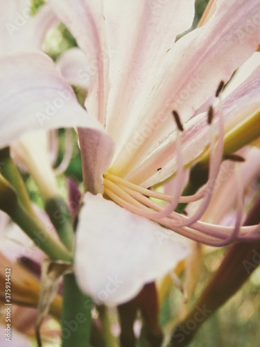 pink lily closeup