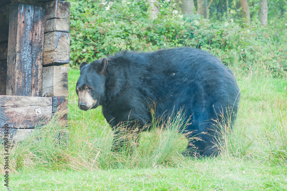 Fototapeta premium bear in the woods