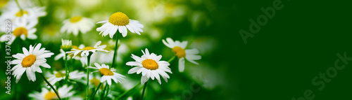 White camomile flower on blur green grass horizontal background.