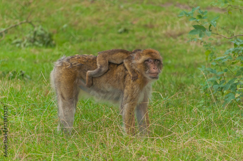mother and baby monkey © luk