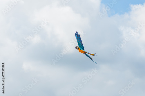 parrot in the sky