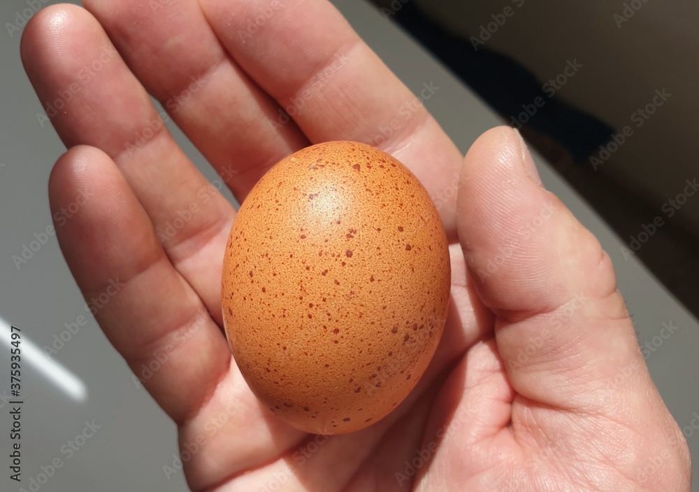 brown chicken egg in hand, view from top, selective focus brown chicken egg in hand, view from top, selective focus