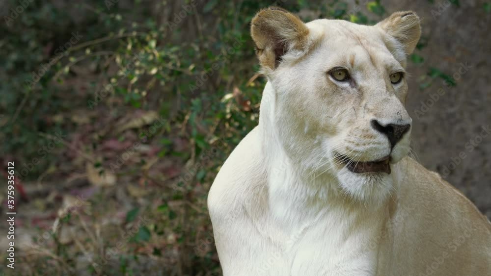 Close-up portrait of one adult female lion looking at camera. Close-up portrait of one adult female lion looking at camera.