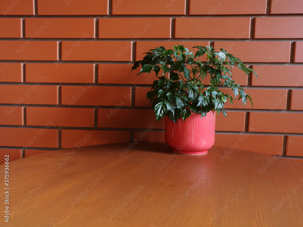 A green plant in a pink ceramic pot in a white strip on a wooden table against the background of a decorative brick wall in terracotta color. Biophilic design concept. Horizontal  frame. Copy space