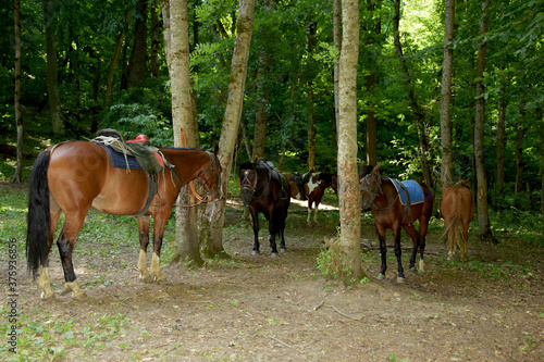 Horses rest under the saddle at a halt. Several bay horses are tied to a tree and stand in the shade under the trees. The horses, standing in the shade under the trees, await the return of the riders. © atevi