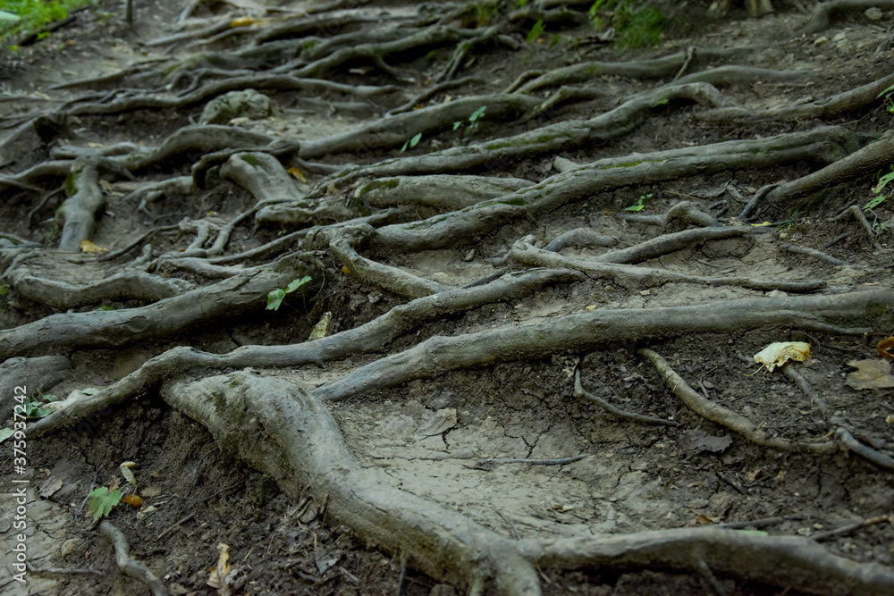 The large roots of the trees intertwined and form an unusual pattern on the surface of the earth. Tree roots as a ladder for tourists. The large roots of the trees intertwined and form an unusual pattern on the surface of the earth. Tree roots as a ladder for tourists.