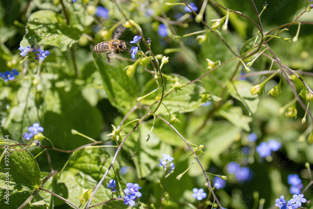 Vergissmeinnicht; blaue, kleine Blüten mit Biene Vergissmeinnicht; blaue, kleine Blüten mit Biene
