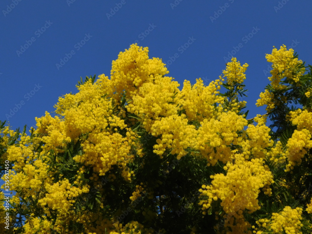 Mimosa, or Acacia dealbata tree with bright yellow flowers, in a blue sky Mimosa, or Acacia dealbata tree with bright yellow flowers, in a blue sky