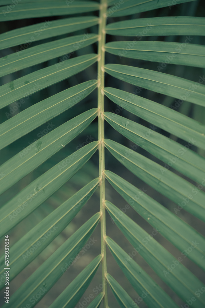 Macro texture of green leaves