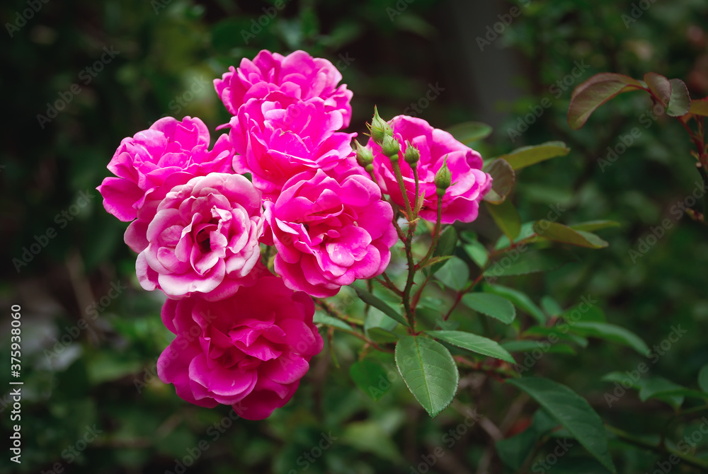Pink roses flowers on background blurry in the garden Pink roses flowers on background blurry in the garden