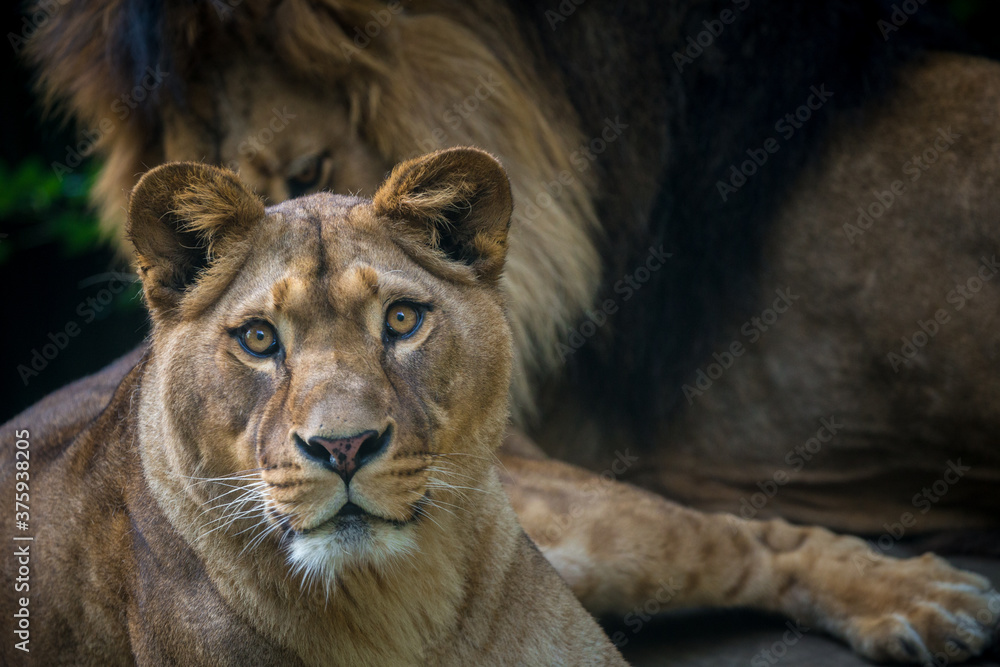 Obraz premium Berber tiger portrait in nature park