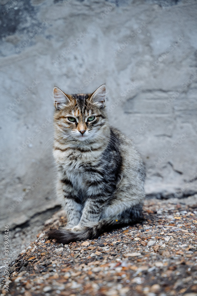 Naklejka premium a gray tabby cat is sitting on the asphalt, a gray house cat is walking on the street, a young kitten.