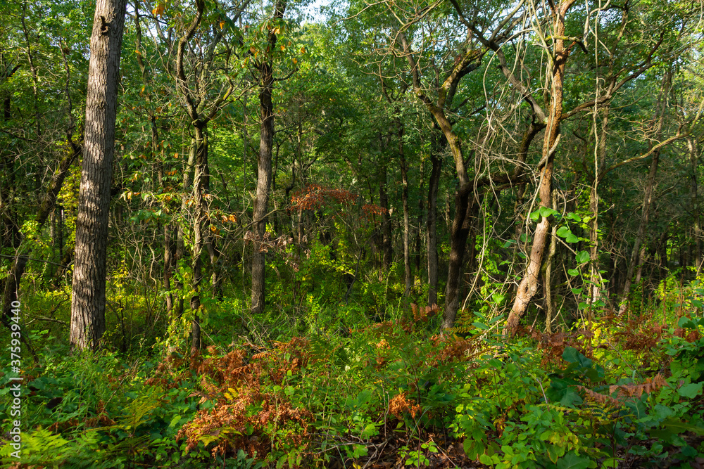 Fototapeta premium Hiking Trail