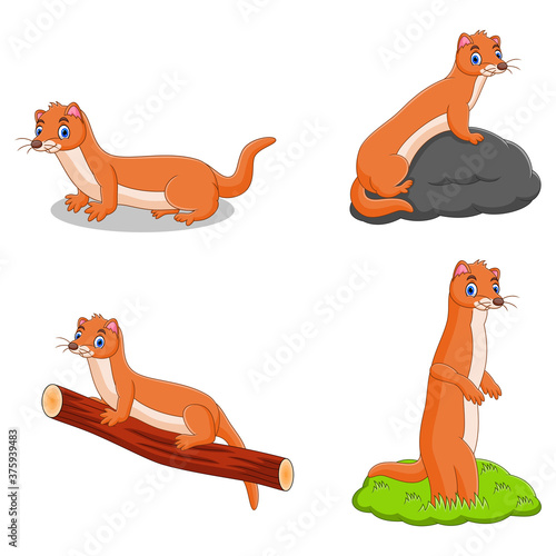 Weasel cartoon collection set. Vector illustration