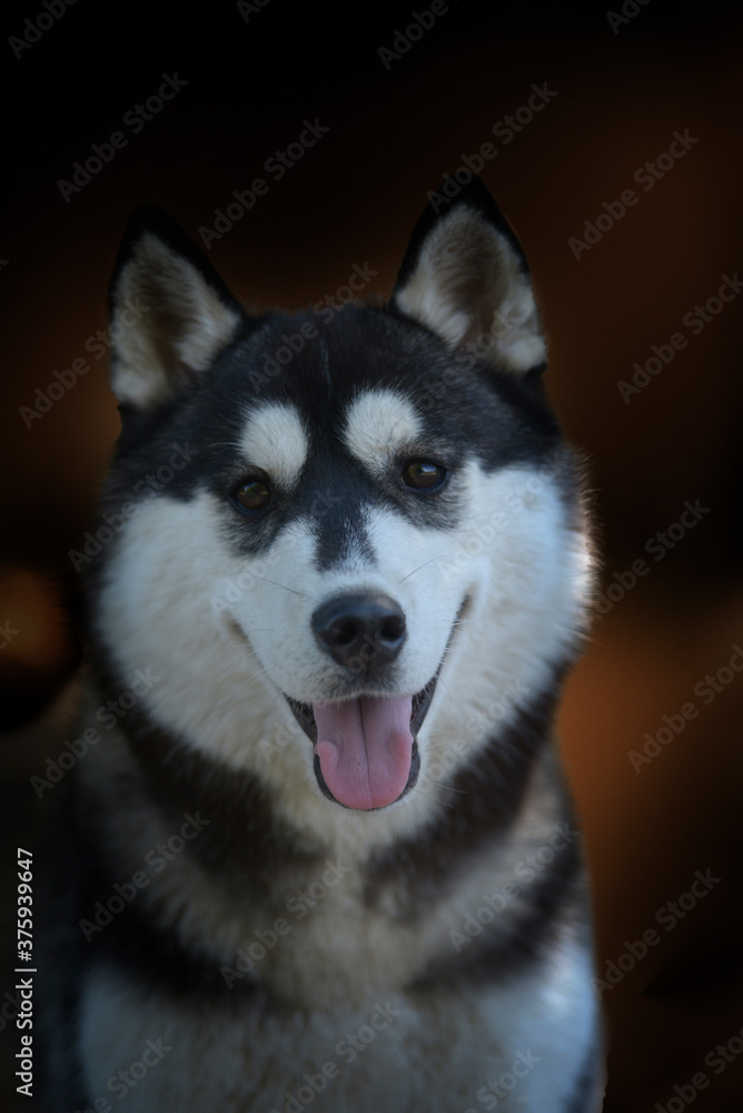 Obraz premium dark portrait of a Siberian husky dog Beautiful woman breed Siberian husky puppy