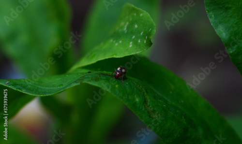 ladybug on leaf © iamwaniahraar