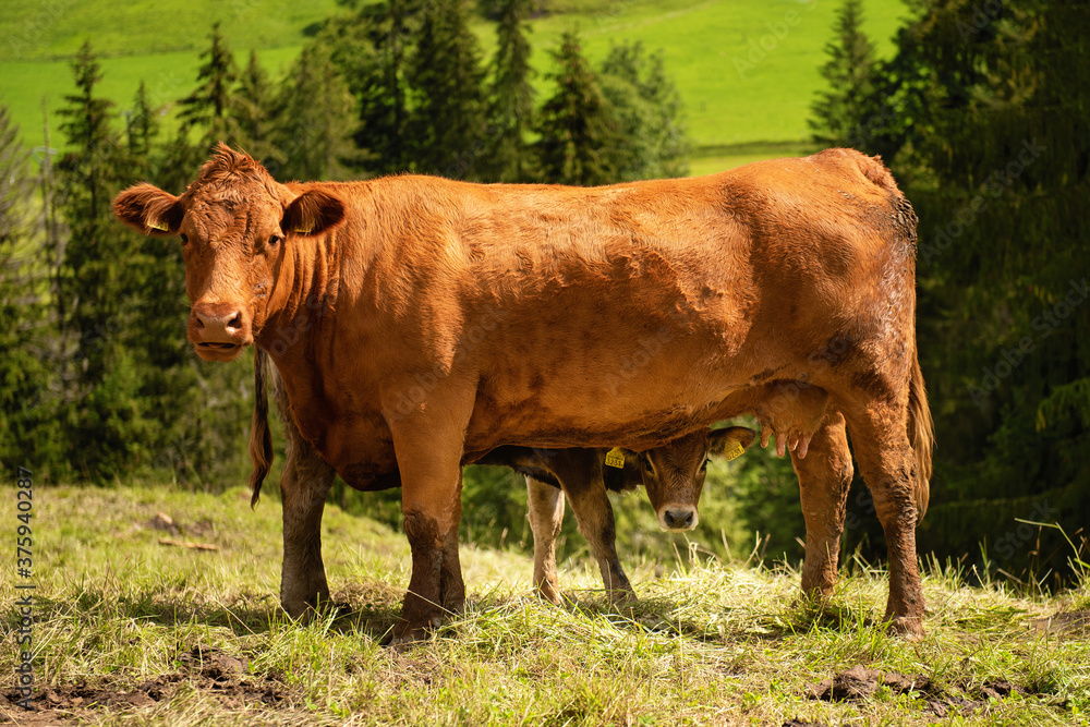 A calf under a cow mother, Switzerland A calf under a cow mother, Switzerland