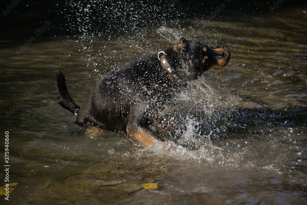 Fototapeta premium In self-isolation, you can walk your dog in the woods and swim with it in the river. The dog likes to run after sticks and gnaw them.