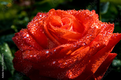 A beautiful red rose with large dew drops. The image is great for background  wallpaper  poster.