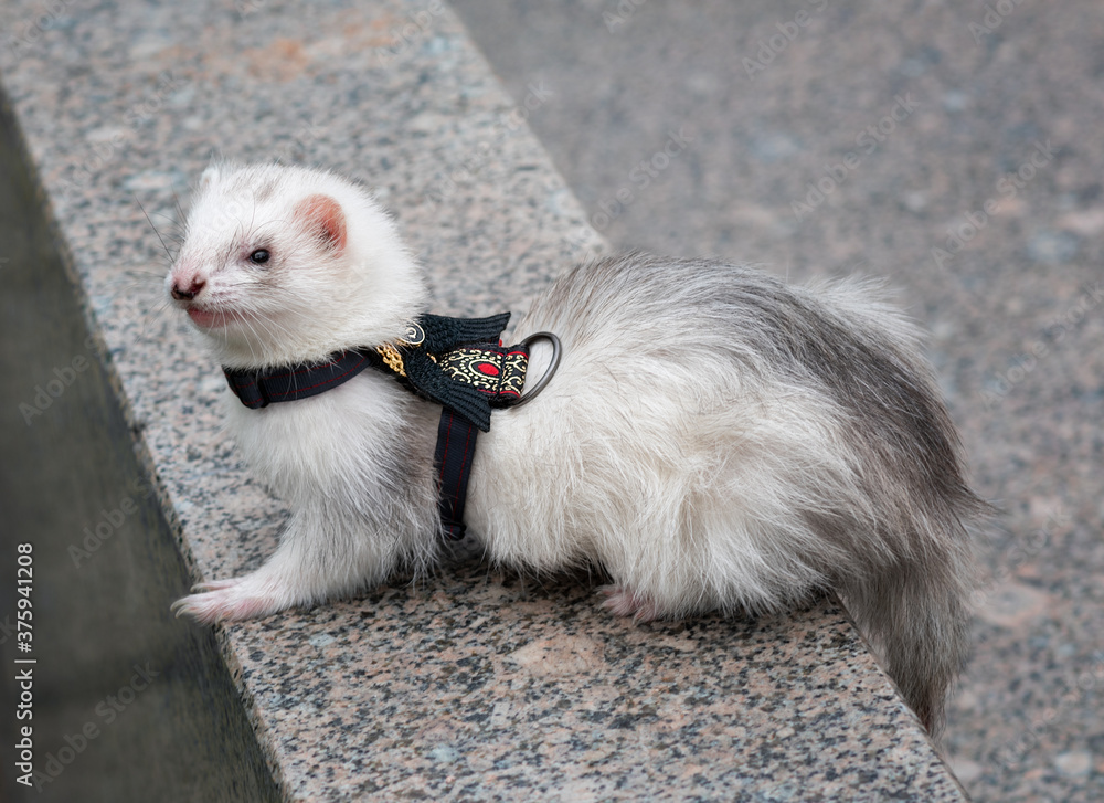 Cute gray ferret posing in a beautiful collar.
