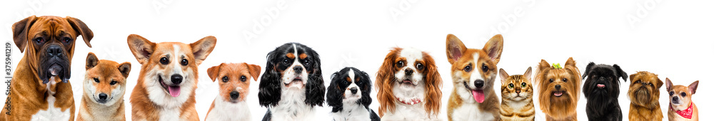 group of dogs on white background in studio group of dogs on white background in studio