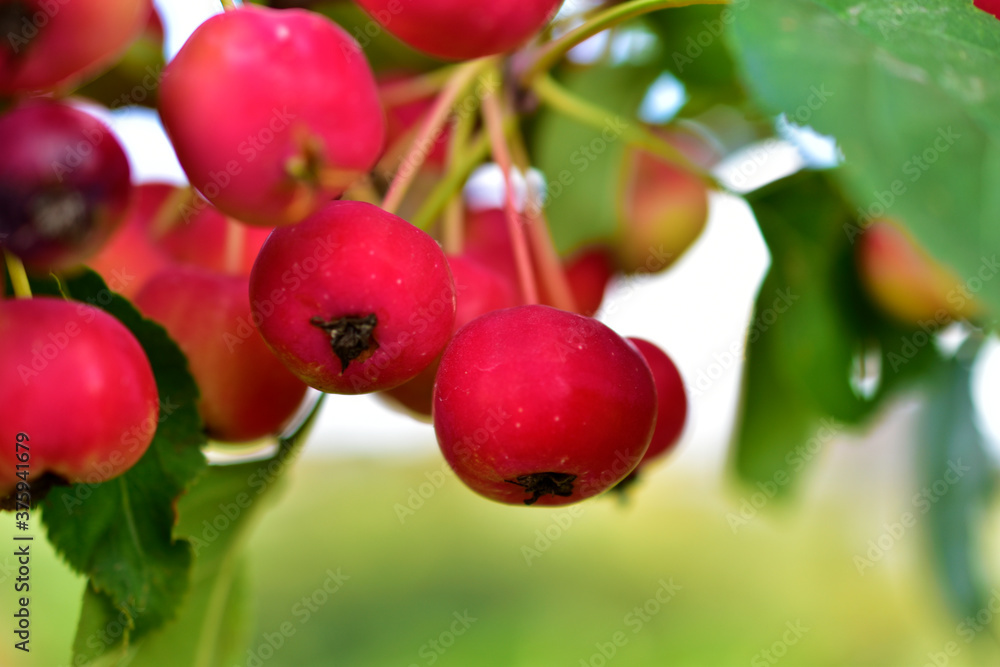 Bright red fruit of a wild Apple tree on the branches Bright red fruit of a wild Apple tree on the branches