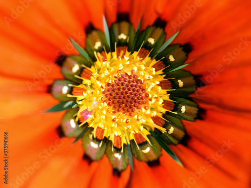 Beautiful gazania flower  Gazania rigens  close up