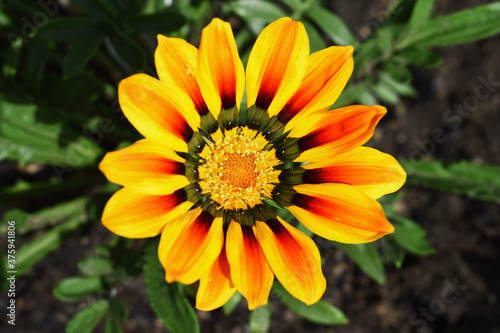 Beautiful gazania flower  Gazania rigens  close up