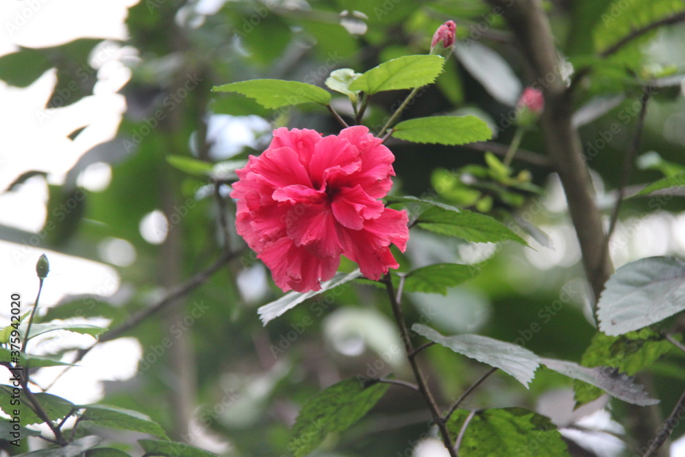 Obraz premium blume