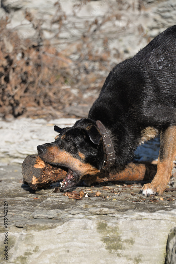 In self-isolation, you can walk your dog in the woods and swim with it in the river. The dog likes to run after sticks and gnaw them. In self-isolation, you can walk your dog in the woods and swim with it in the river. The dog likes to run after sticks and gnaw them.