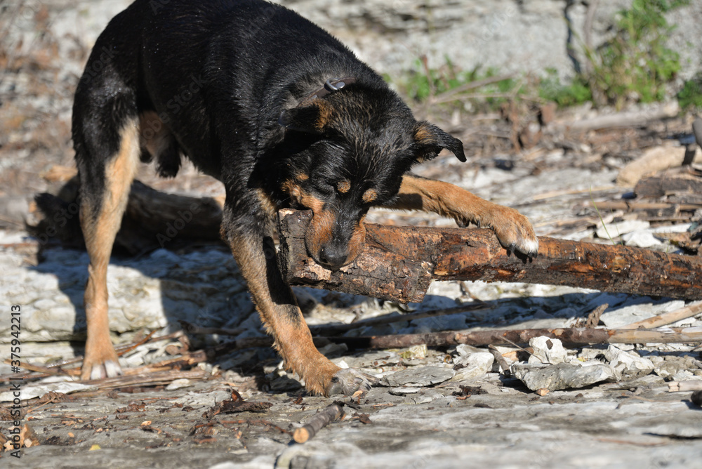 In self-isolation, you can walk your dog in the woods and swim with it in the river. The dog likes to run after sticks and gnaw them. In self-isolation, you can walk your dog in the woods and swim with it in the river. The dog likes to run after sticks and gnaw them.